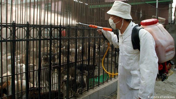 Preferenca e Kinës për gjellë me kafshë të egra, filozofia: Lë peshkun dhe mbetem te putrat e ariut