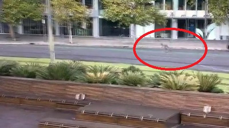 VIDEO/Çlirohet qyteti i madh i Australisë, kangurët ‘pushtojnë’ qendrën