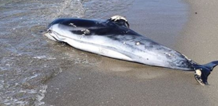 FOTO/Delfin i ngordhur në bregdetin e Velipojës, mendohet se u godit nga varkat e peshkatarëve