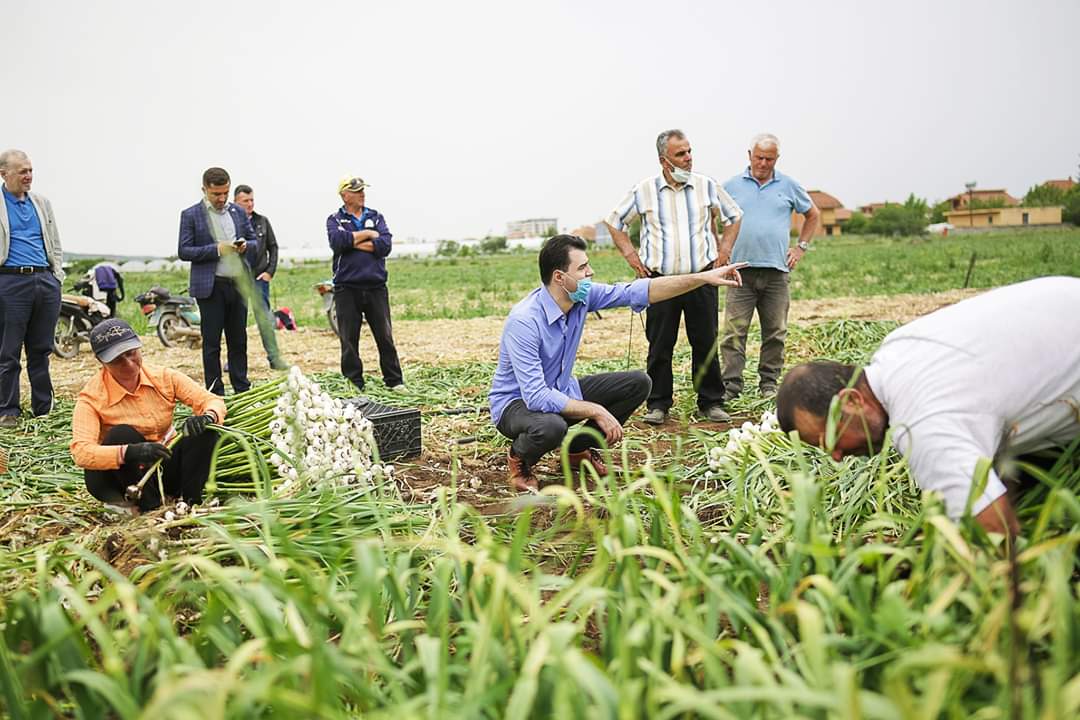 Basha vijon takimet: Produktet e fermerëve në Divjakë po groposen, Ramavirusi po i rrënon