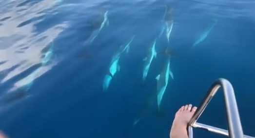 Pamje të mrekullueshme/Kur delfinët të shoqërojnë në udhëtimin tënd në detin Jon