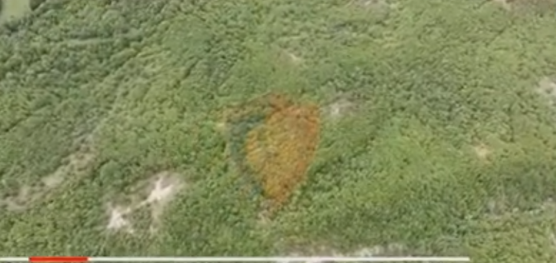 VIDEO/Dronët nga ajri dhe 95 policë ne terren, zbulojnë parcelën e kanabisit në Këlcyrë