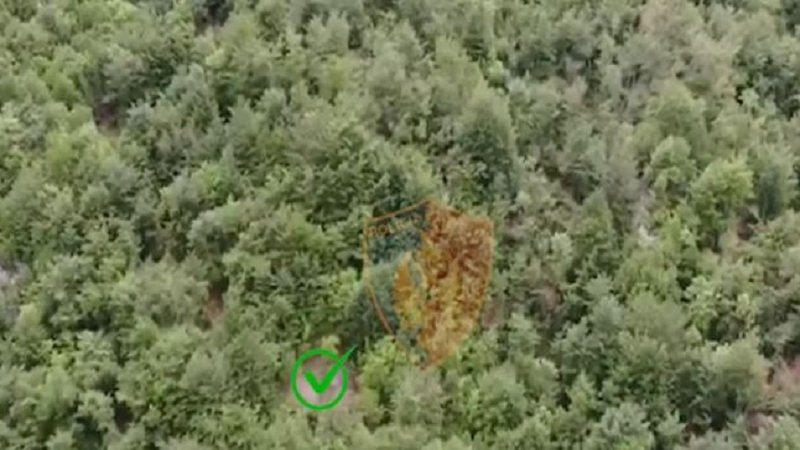 VIDEO/Policia zbulon drogën me dronë, Dibra “nën monitorim” për kanabisin