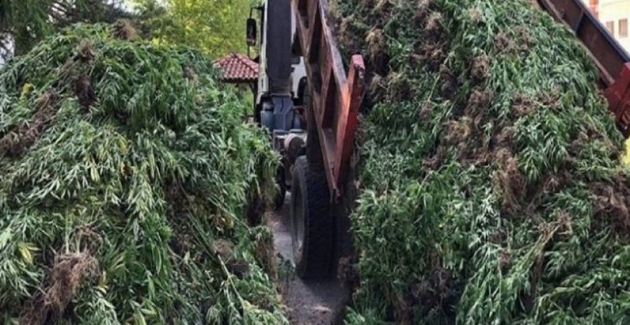 Arrestohen shqiptarët, mbollën 13 mijë rrënjë kanabisi në mal në Greqi, në pranga edhe një grua