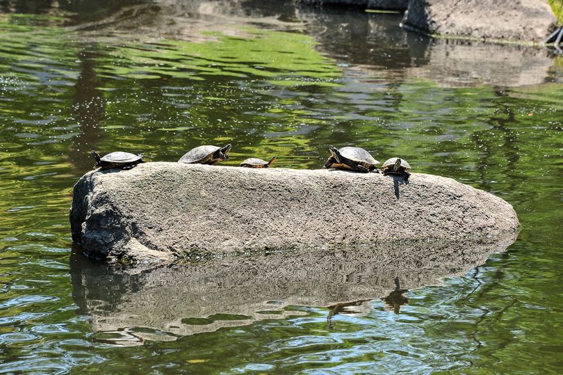 Mungesë ushqimesh nga kriza e koronavirusit, Kim Jong Un urdhëron qytetarët të hanë breshka