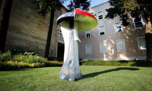 Ringritja e kërpudhës/Margariti tregon gjithë procesin me video: U rikthye pas sulmit barbar