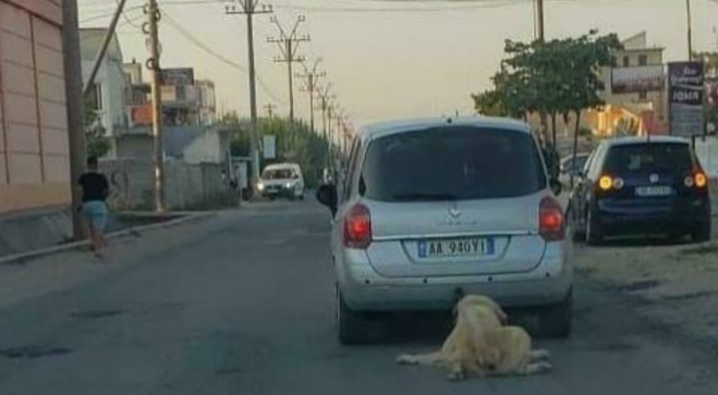 Pamje të rënda nga Durrësi/Shoferi lidh dhe tërheq zvarrë qenin në mes të rrugës