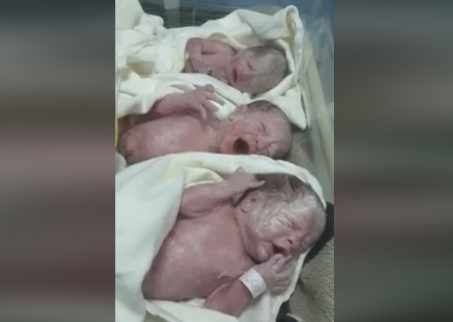 VIDEO/Pamje që të mbushin me jetë, nëna tek “Koço Gliozheni” sjell në jetë trinjakë