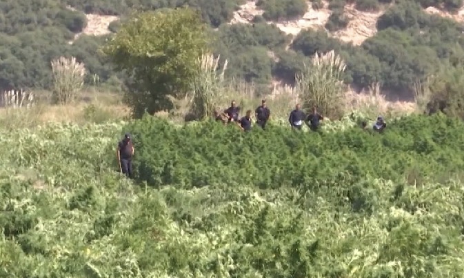 Goditje mbi policine e Vlores, 22 shkarkime dhe pezullime per kanabisin