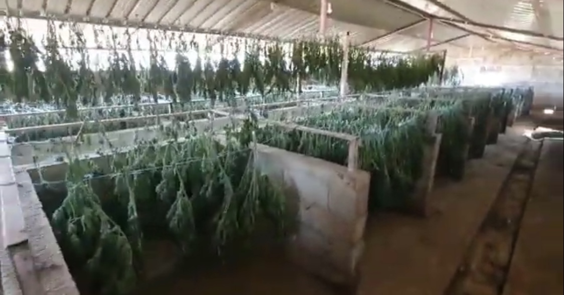 VIDEO&FOTO/ Parcelat e reja te kanabisit dhe magazinat e tharjes ne Skrapar