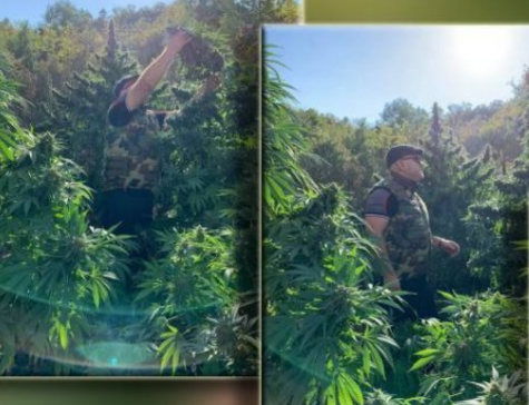 Gazetari në mes të fermave me kanabis paralajmëron të reja: Nën kujdesin e qeverisë, a kemi zgjedhje apo jo?!