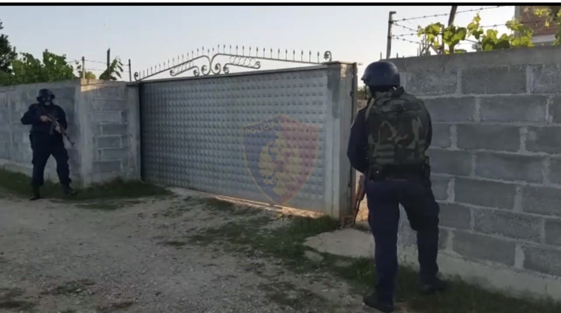 Aksion i madh kundër trafikut të kanabisit, 16 te arrestuar në Krujë