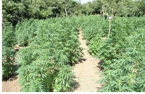 “Korrupsion me arat e kanabisit, oficeri i policisë gjyqësore lirohet pas arrestimit, cili socialist i lartë ndërhyri”