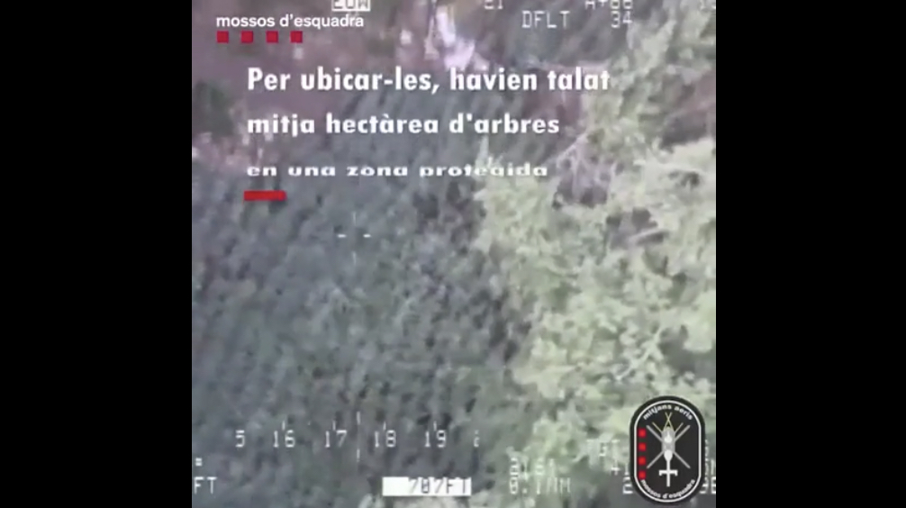 Policia spanjolle zbulon plantacionin me kanabis në një park kombëtar, arrestohen 2 shqiptarë