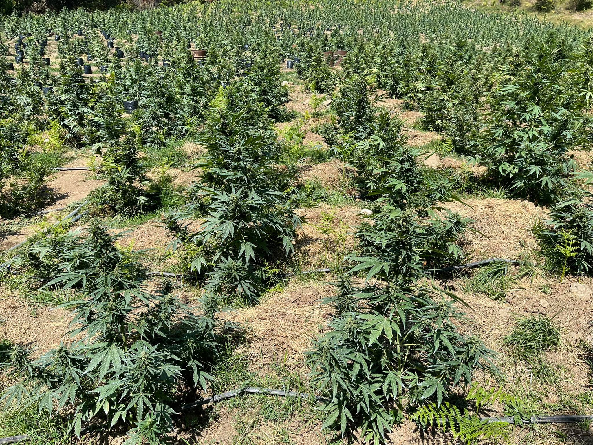 Gazetari publikon fotot në fushën e gjerë me kanabis, prezantohet fara e re ‘Gorilla’