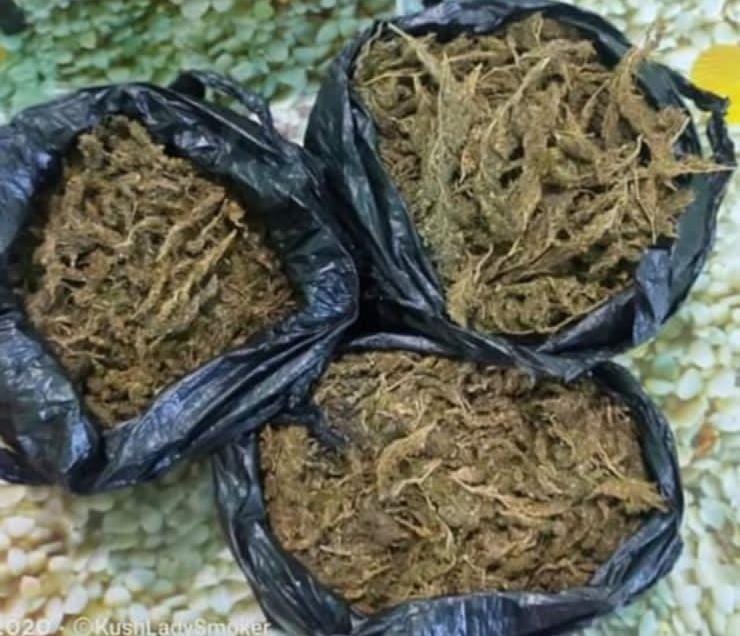 Kapen 16 kile kanabis në një lagje në Elbasan, 2 në pranga, mbanin edhe detonatorë