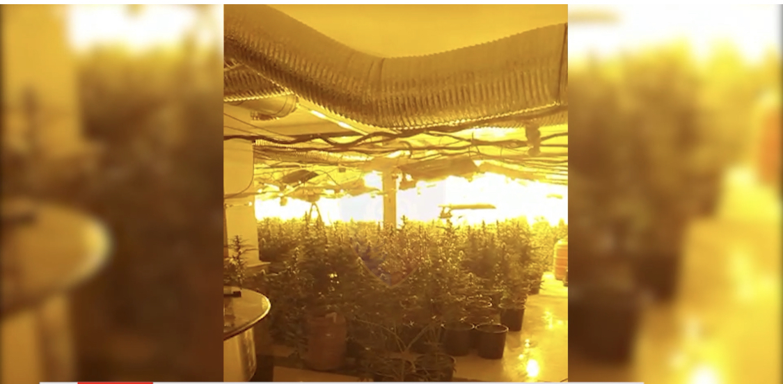 ‘Shtëpia e barit’ në Kurbnesh, 7 persona në pranga, 4 elektricistë, kapet sasi e madhe kanabisi