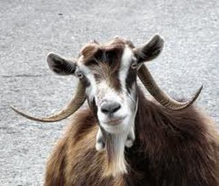 Dëshmia e Fetah Marrës: “Nuk më dha pagesën e cjapëve që mbarsën dhitë e Fatmes”