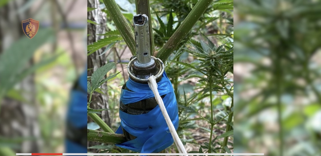 TROPOJË/ Instaluan edhe granata e kamera në parcelat e kanabisit