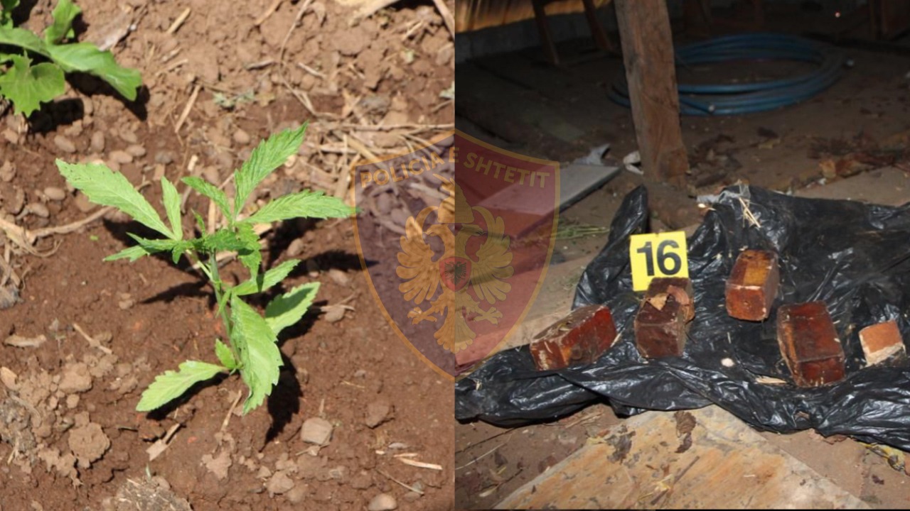 Kanabis dhe dinamit në Domgjon të Mirditës, çfarë bëri policia