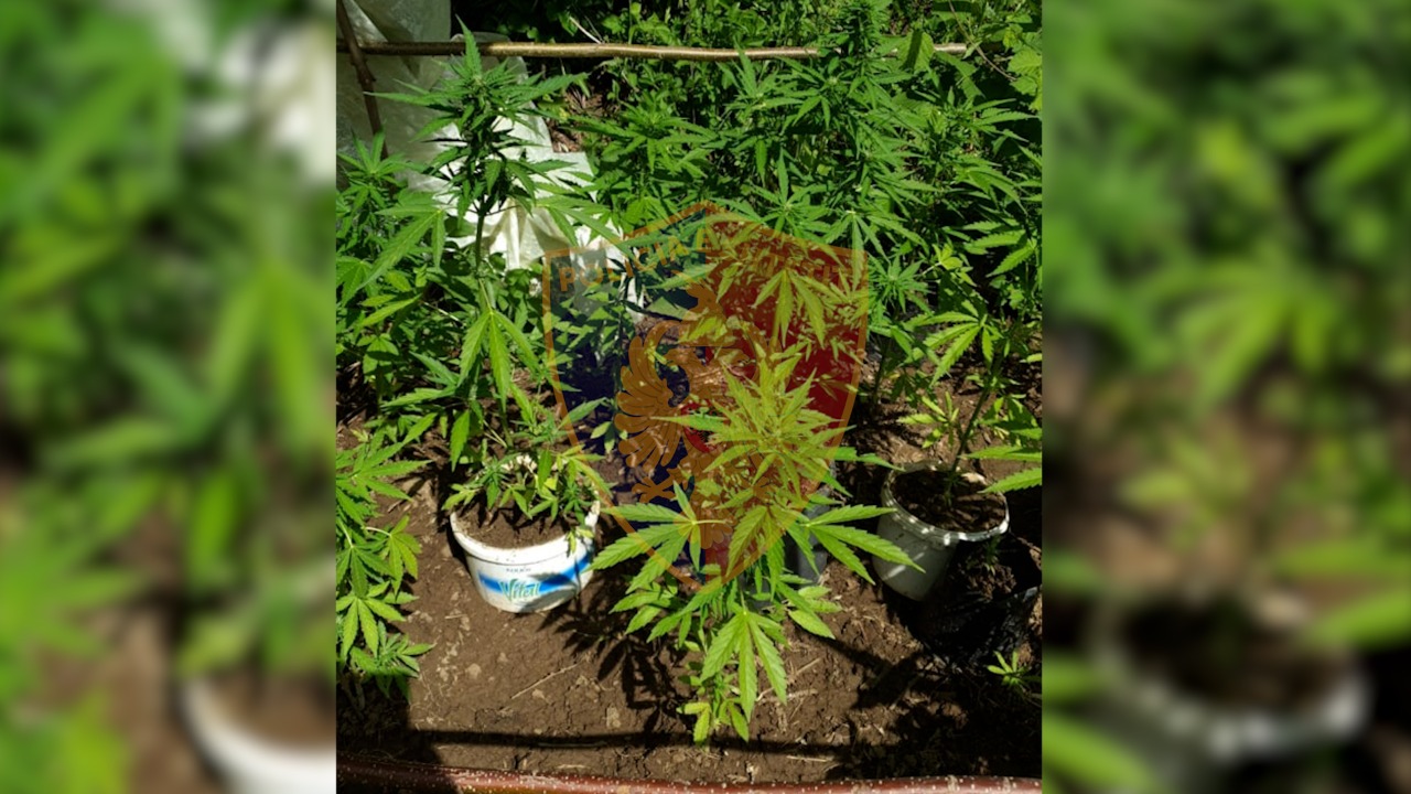 HAS/ Mbolli hashashin në përroin e fshatit, por prapë ia gjetën