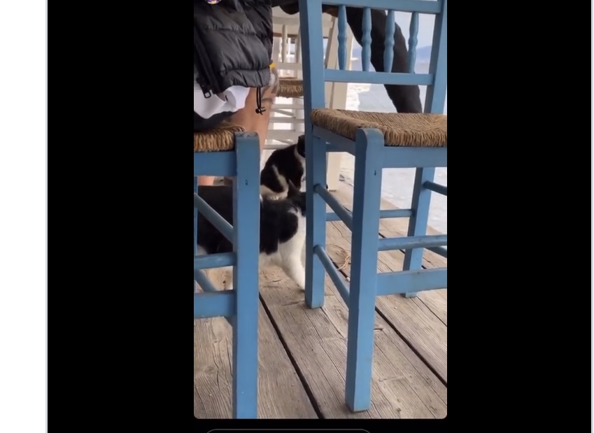 VIDEO/ Shqiptari trondit rrjetet sociale në Greqi për sjelljen me macen, deklaratë nga ministri i Brendshëm