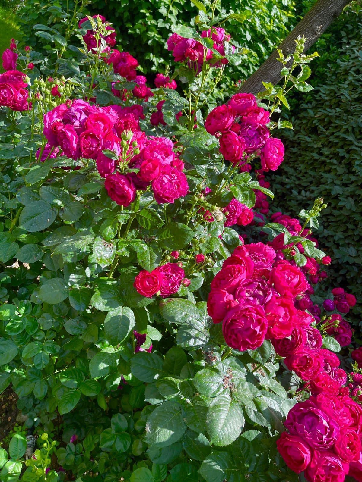 Rama uron spiunët e partisë për ditën e ndërrimit të emrit të PS