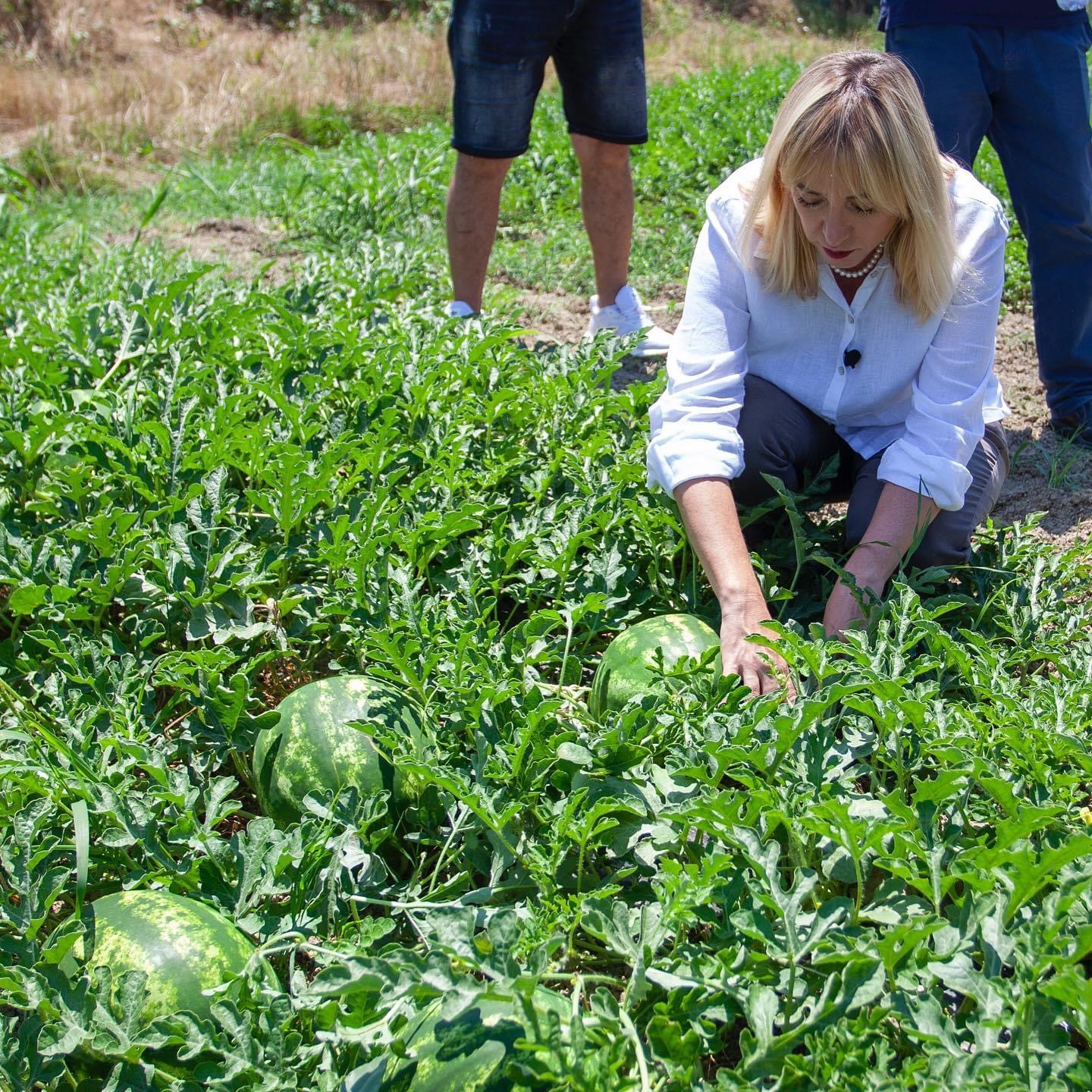 Braçe nuk duron dot ministren e Ramës, lapsusi i Krifcës ia heq trunin