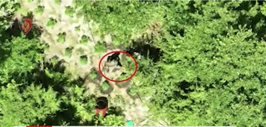 Policia e gjen me dron dule ujitë kanabisin në Krujë