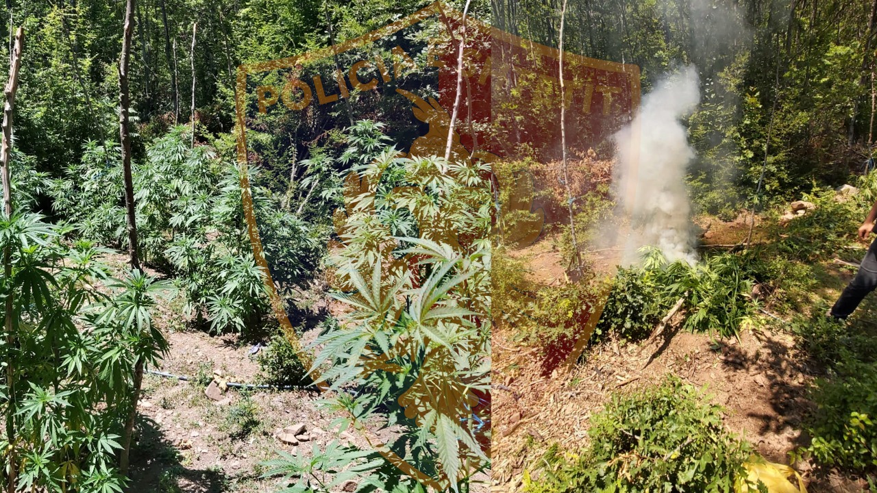 KRUJË/ E kapën mes pyllit duke vaditur kopshtin jeshil dhe plot bohçe