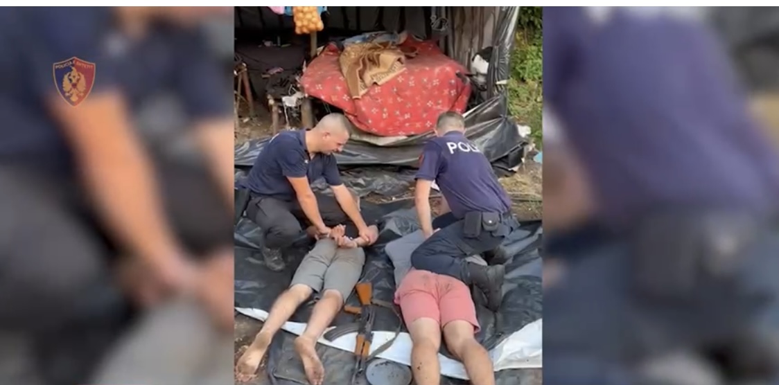 Shkodër, i arrestuan dy të rinjtë tek rrënja e kanabisit te Pylli i Staneve të Gakut