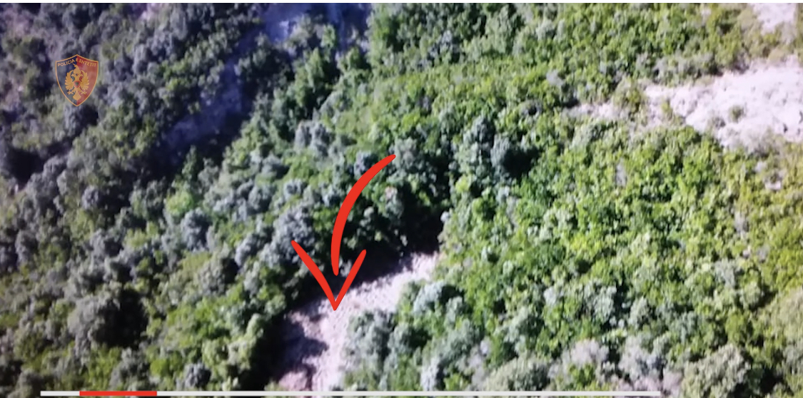 Gjendet parcela me kanabis në Peqin, dy vëllezër nga Sauku bien në pranga. Policia jep detajet