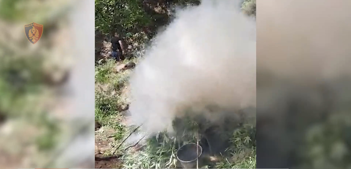 Kultivim familjar i kanabisit, arrestime në Tropojë dhe Mirditë, 4 në pranga