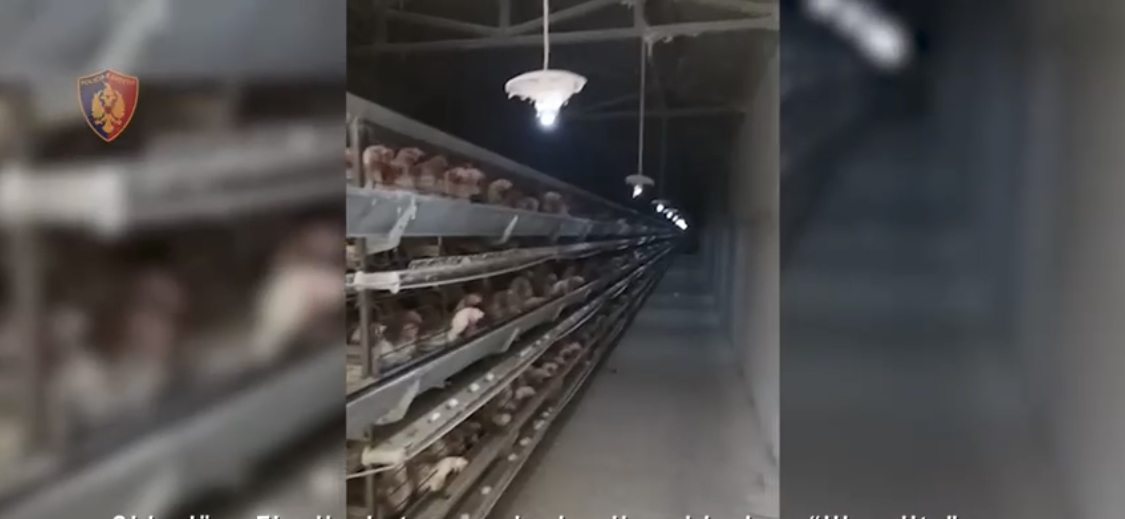 Policia shpall në kërkim drejtorin e AKU në Shkodër, zbulohet pularia pirate dhe tregtia me vezë me marka të vjedhura