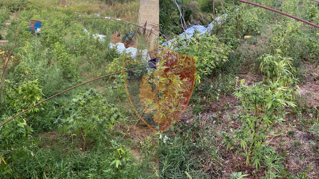 Një parcelë kanabisi gati për vjelje në Ishëm, policia po kërkon ‘fermerin’