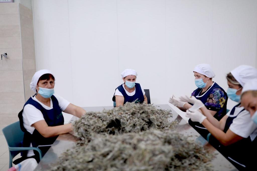 TIRANË/ 2 fermerët e bimëve medicionale, çfarë bënë për suksesin në 10 vite