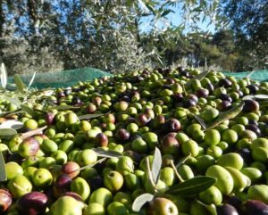 Mbledhja e ullinjve, shënohen dy viktima në Vlorë e Sarandë