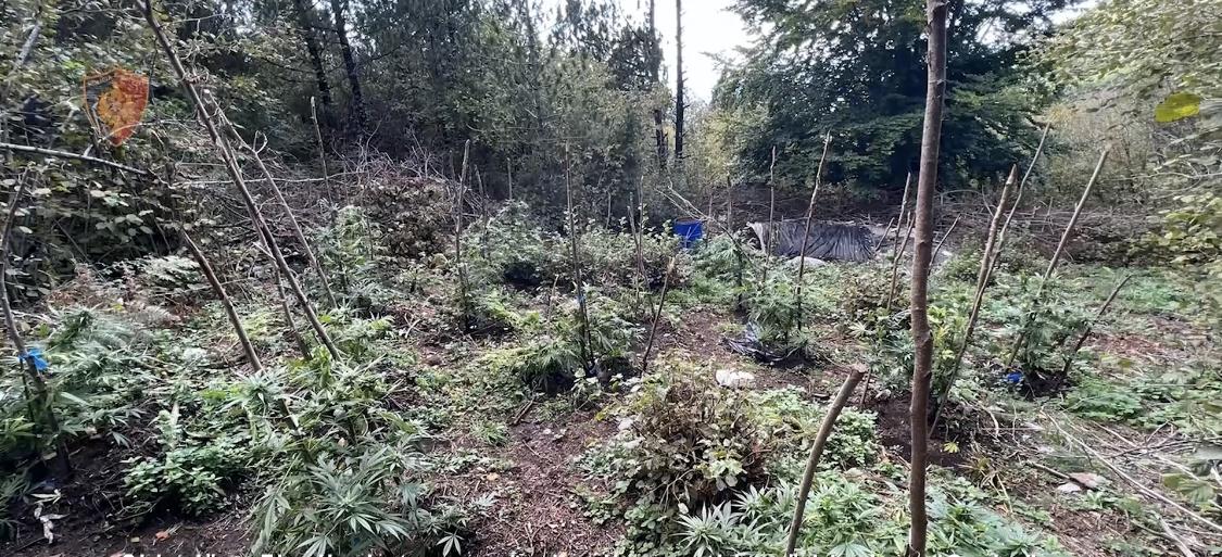 Kapet sasi e konsiderueshme kanabisi në qarkun e Shkodrës, parcelat ku u gjet narkotiku