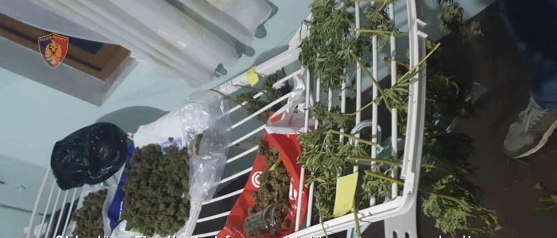 Shkodër, zbulohet dhomë bari, 22 fidanë, kanabisi me kushte si të njeriut!