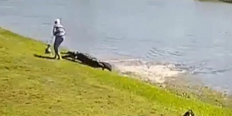 VIDEO/ Momenti kur krokodili sulmon qenin dhe më pas tërheq në ujëra edhe të moshuarën