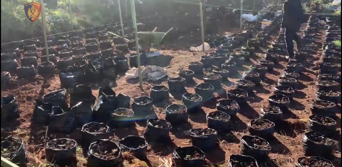 Kapen mijëra fidanë kanabis në dy fshatra të Velipojës