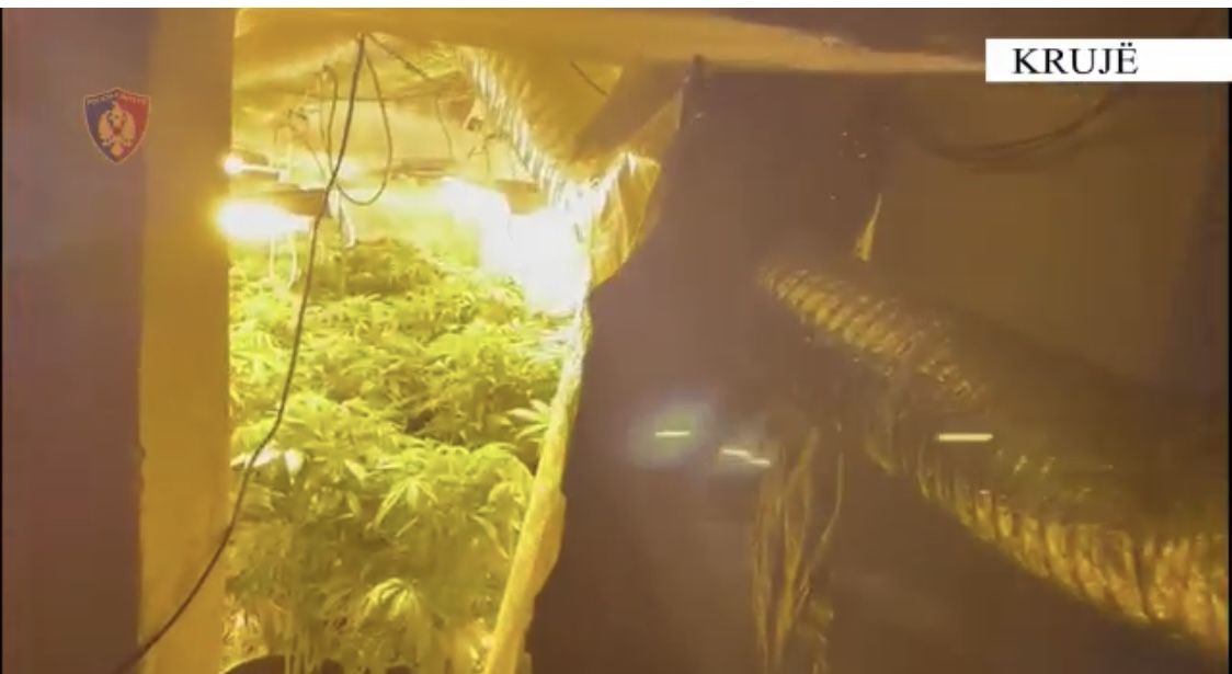 Elektriçistët në Krujë në protestë pas arrestimit të kolegëve për lidhje me energji të ‘fermës’ së kanabisit