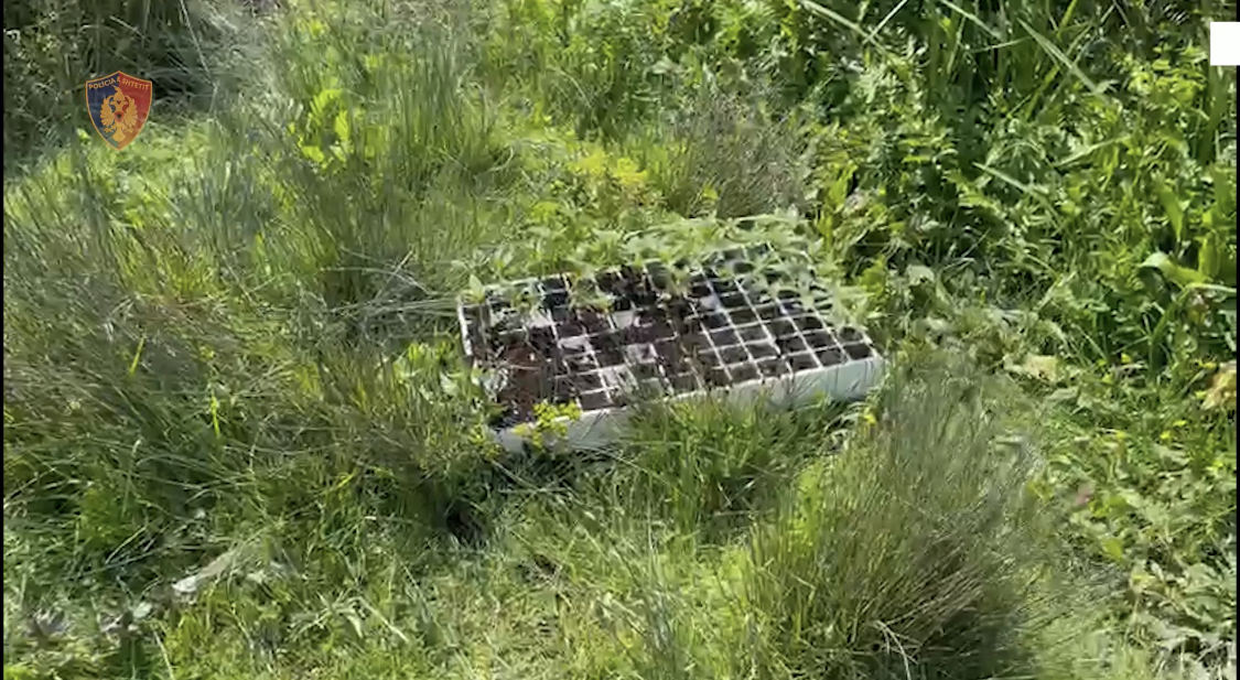 Sera me kanabis në Krujë, rritet produkti jeshil në gjithë vendin