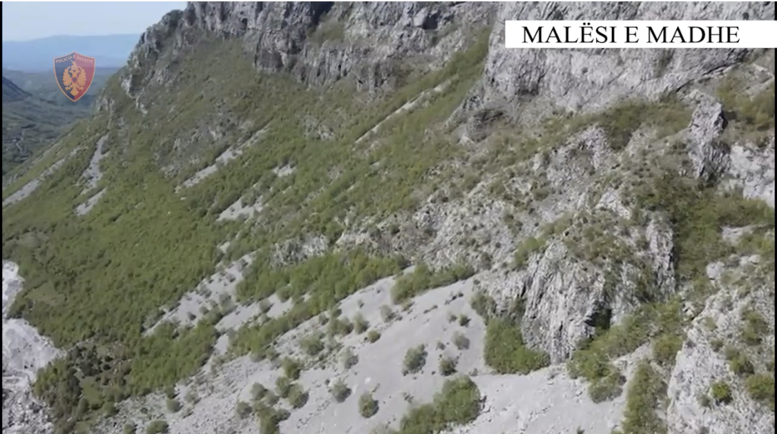 ‘Alpe të pastra’ nis operacioni masiv policor kundër kultivimit të kanabisit, 100 policë dhe skuadër me dronë