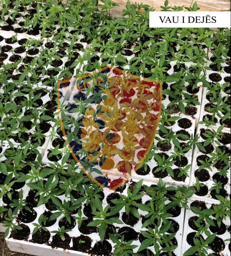 Zbulohen me dron sera kanabisi në Vaun e Dejës