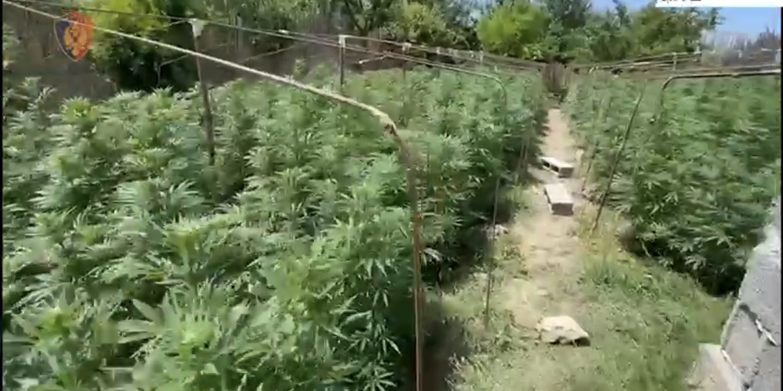 Gjendet kopshti me kanabis në Thumanë, policia e bën copë