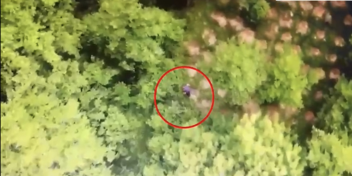 Sa herë ngre dronin gjen parcela kanabisi në Shkodër