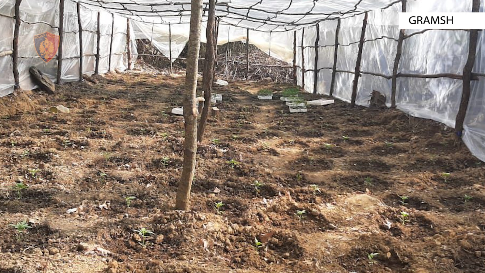 Tri sera për fidanë në Gramsh, 3 në pranga, 2 në kërkim nga stafi