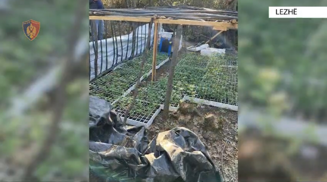 Vëllai i deputetit socialist kapet në Lezhë me stan droge