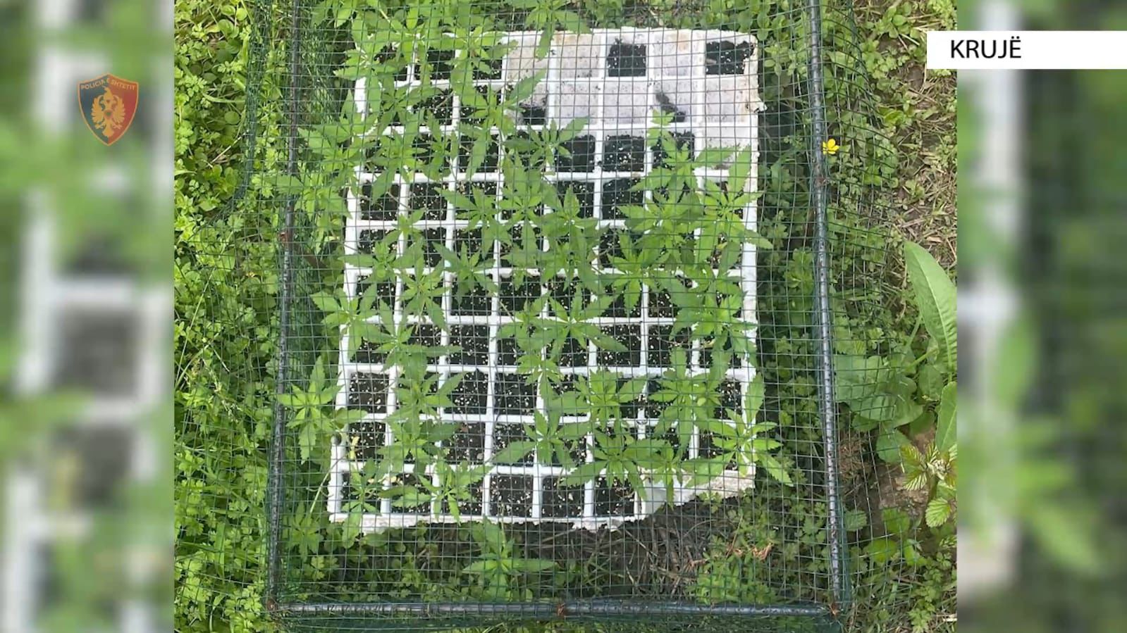 Po mbillet gjithandej, në Krujë ambiente të tjera me kanabis